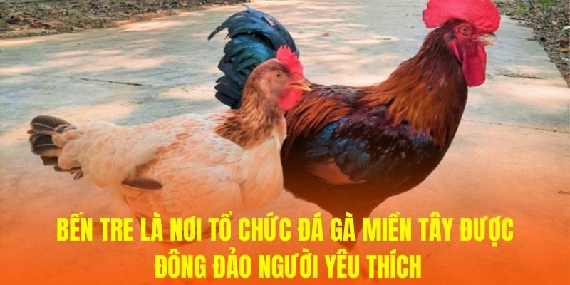 Bến Tre là nơi tổ chức Đá gà miền Tây được đông đảo người yêu thích