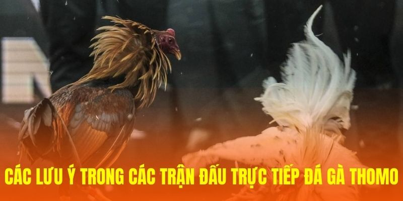 Các lưu ý trong các trận đấu trực tiếp đá gà Thomo