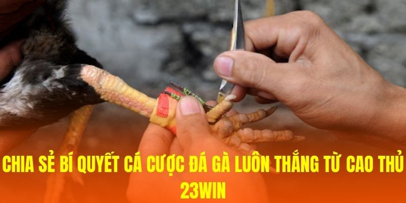 Chia sẻ bí quyết cá cược đá gà luôn thắng từ cao thủ 23WIN