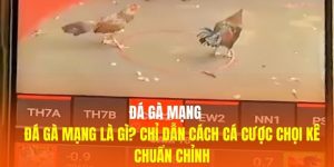 Đá Gà Mạng Là Gì? Chỉ Dẫn Cách Cá Cược Chọi Kê Chuẩn Chỉnh