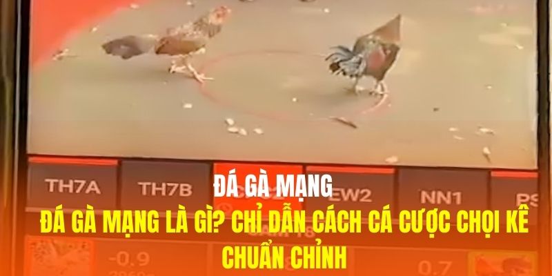 Đá Gà Mạng Là Gì? Chỉ Dẫn Cách Cá Cược Chọi Kê Chuẩn Chỉnh