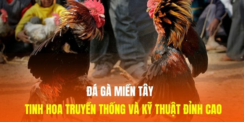 Đá Gà Miền Tây - Tinh Hoa Truyền Thống Và Kỹ Thuật Đỉnh Cao