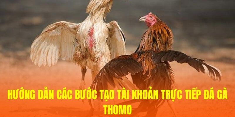 Hướng dẫn các bước tạo tài khoản trực tiếp Đá Gà Thomo