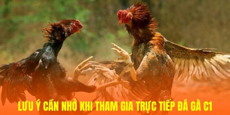 Lưu ý cần nhớ khi tham gia trực tiếp đá gà C1