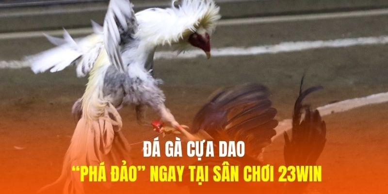 “Phá Đảo” Bộ Môn Đá Gà Cựa Dao Ngay Tại Sân Chơi 23WIN