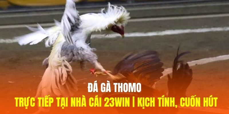 Trực Tiếp Đá Gà Thomo Tại Nhà Cái 23WIN | Kịch Tính, Cuốn Hút