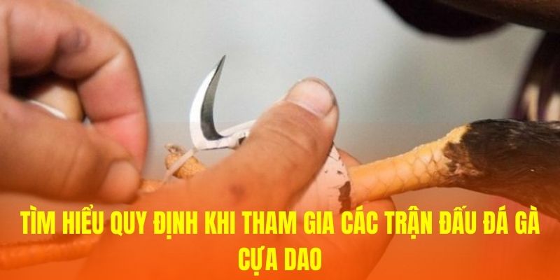 Tìm hiểu quy định khi tham gia các trận đấu đá gà cựa dao