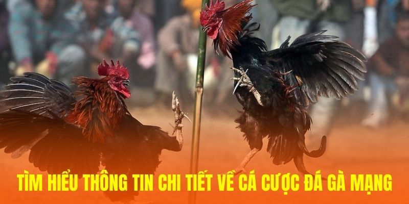 Tìm hiểu thông tin chi tiết về cá cược đá gà mạng