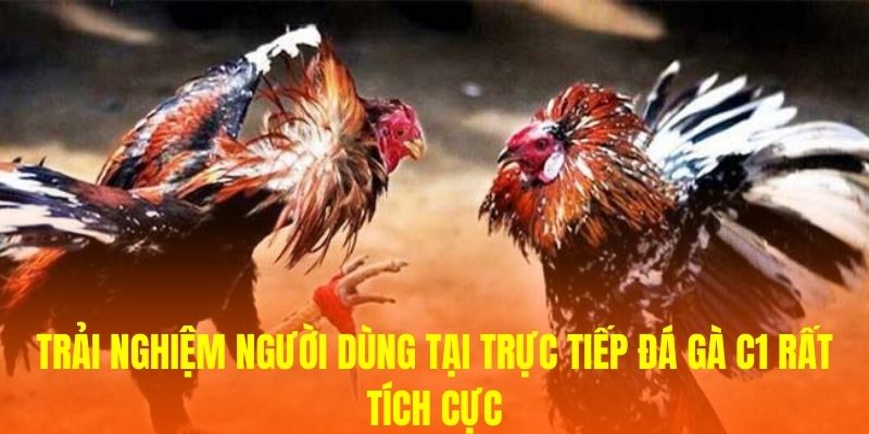 Trải nghiệm người dùng tại Trực tiếp đá gà C1 rất tích cực