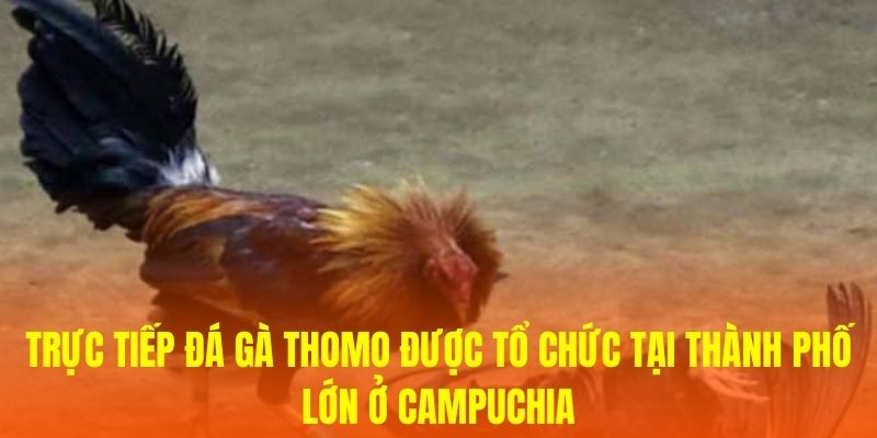 Trực tiếp đá gà Thomo được tổ chức tại thành phố lớn ở Campuchia